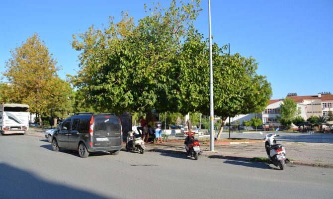 26 yıl önce diktiği ağaca adı verildi