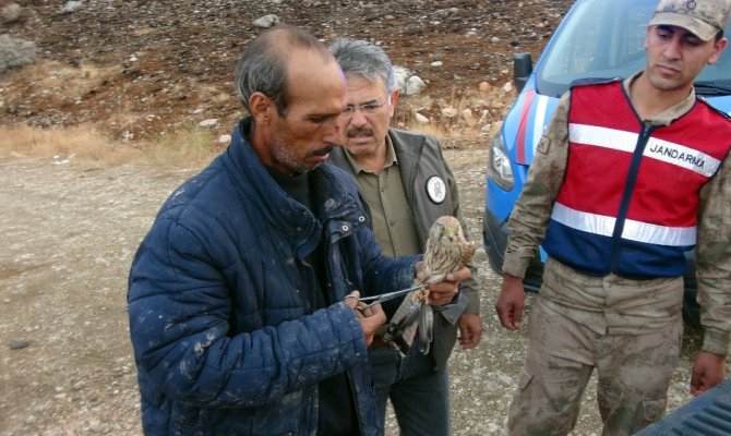 Kahramanmaraş'ta Kaçak avda kullandıkları şahinlerin gözünü dikmişler