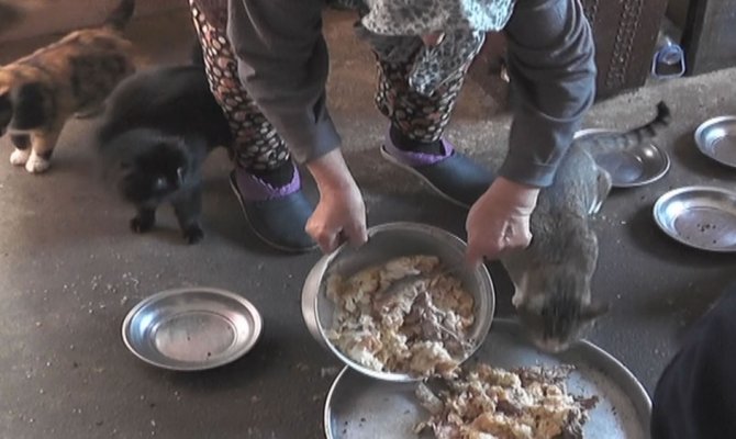 Emekli maaşıyla yüzlerce kediye bakıyor