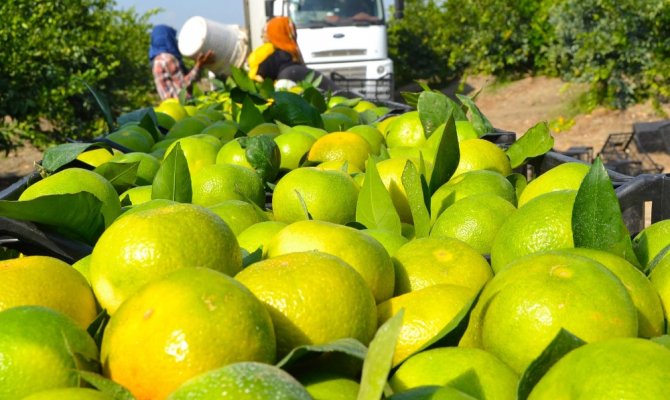 Rusya’ya ihraç edilen tonlarca narenciye geri dönüyor