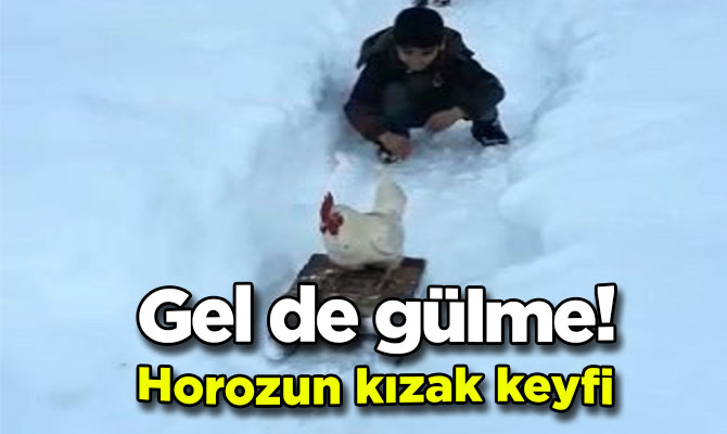 Gel de gülme! Horozun kızak keyfi