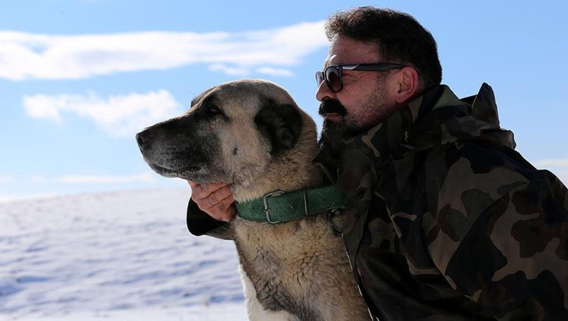 21 yıldır Kangal köpekleri ile iç içe yaşıyor