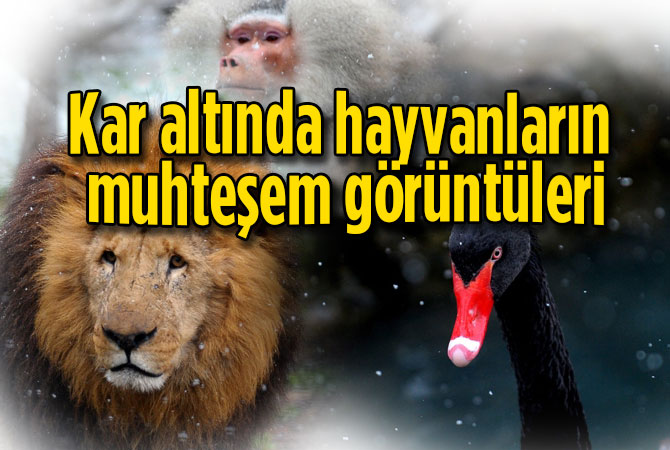 Kar altında hayvanların muhteşem görüntüleri