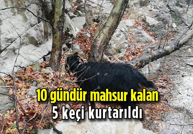 10 gündür mahsur kalan 5 keçi kurtarıldı