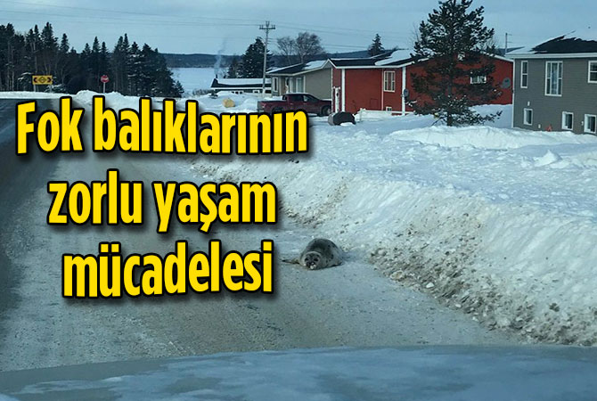 Fok balıklarının zorlu yaşam mücadelesi