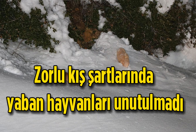 Zorlu kış şartlarında yaban hayvanlarını unutmadı