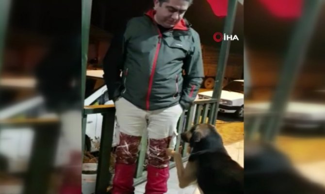 İlgi isteyen köpek gülümsetti