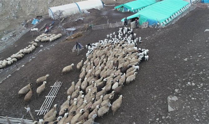 200 kuzunun koyunlarla buluşması renkli görüntüler ortaya çıkardı