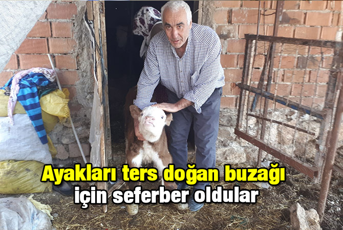 Ayakları ters doğan buzağı için seferber oldular