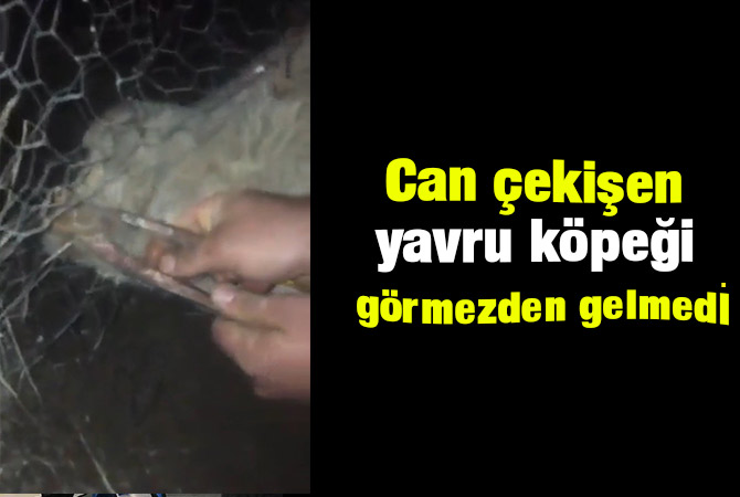 Can çekişen yavru köpeği görmezden gelmedi