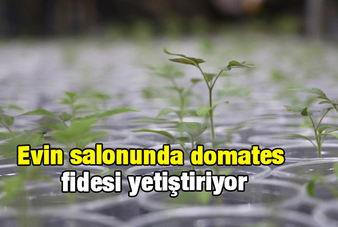 Evin salonunda domates fidesi yetiştiriyor