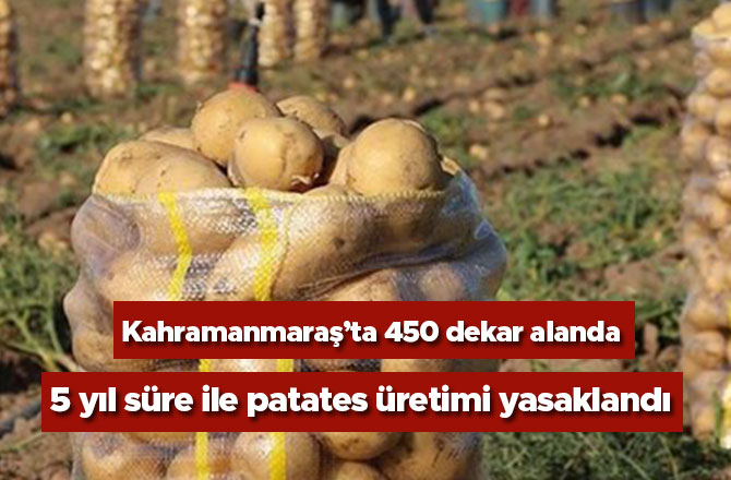 Kahramanmaraş’ta 450 dekar alanda 5 yıl süre ile patates üretimi yasaklandı