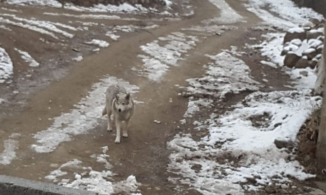 Evden çıktı gördüğü şey karşısında büyük korku yaşadı