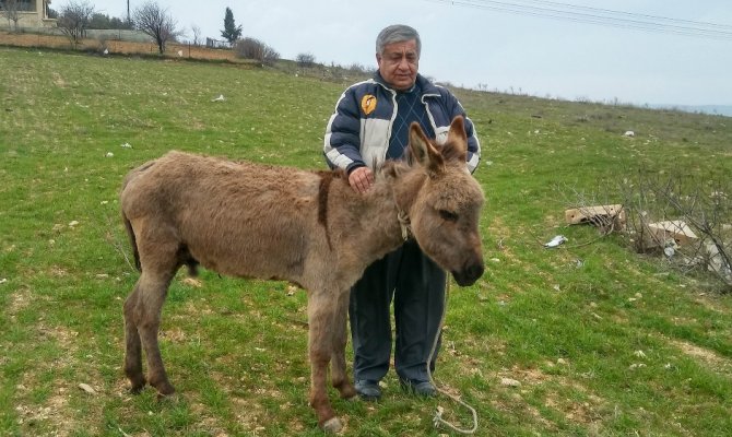 Gaziantep’te sıpaya akıl almaz işkence