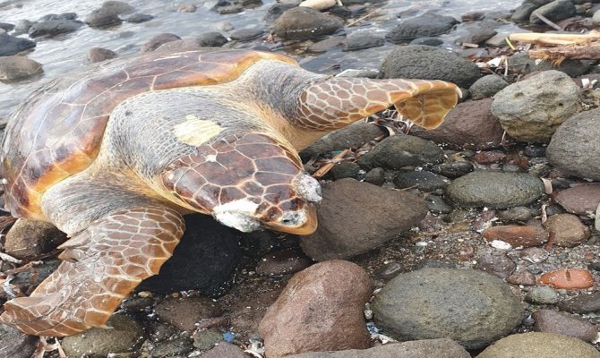 Bodrum’da ölü caretta caretta karaya vurdu