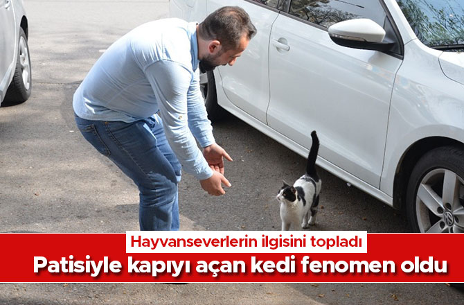 Patisiyle kapıyı açan kedi fenomen oldu