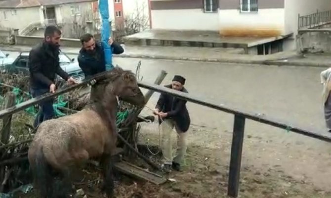 Mahsur kalan atı vatandaşlar kurtardı