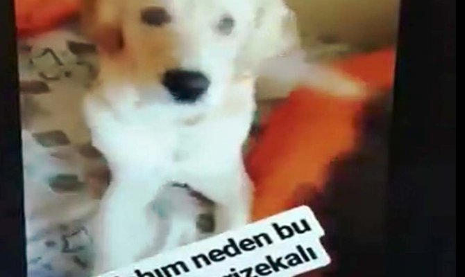 Köpeğin gözüne deodorant sıkan vicdansız !