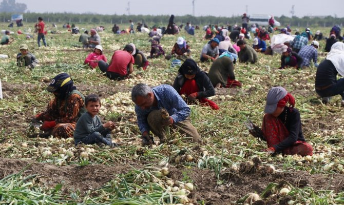 Turfanda soğan fiyatları düşürecek