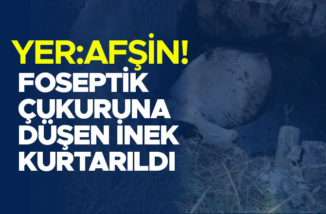 Afşin'de foseptik çukuruna düşen inek kurtarıldı