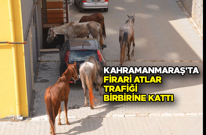 Kahramanmaraş'ta firari atlar trafiği birbirine kattı