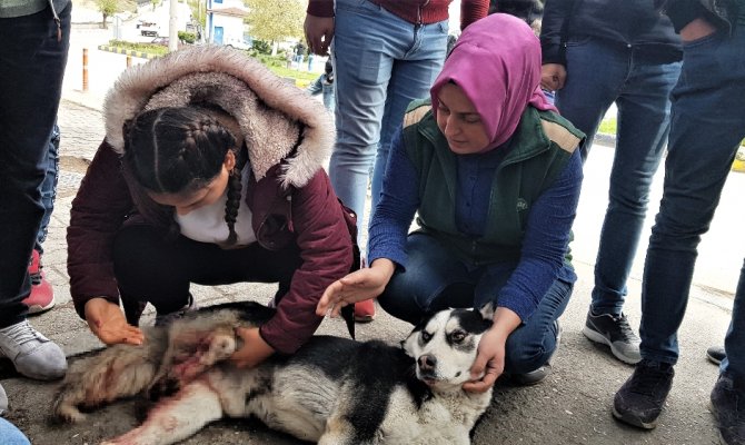 Otomobili ile çarptığı köpeğin başında dakikalarca bekledi