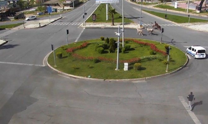 Kahramanmaraş'ta firari atlar renkli görüntülere sahne oldu