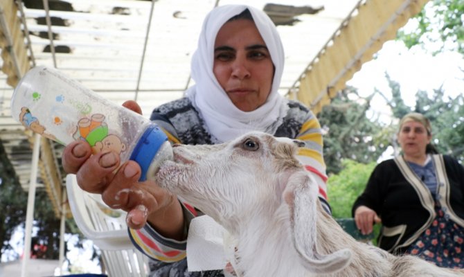 Annesi ölen keçiyi bebekleri gibi besliyorlar