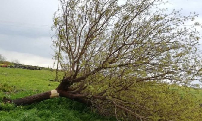 Hortum ağaçları elektrik direklerini devirdi 