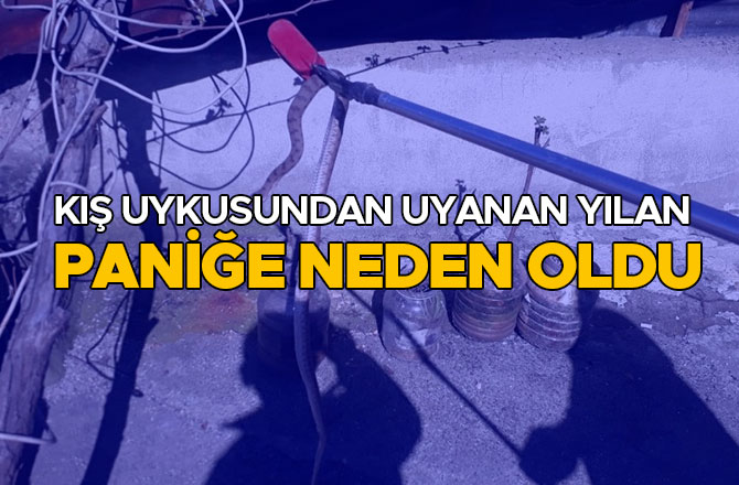 Kahramanmaraş'ta kış uykusundan uyanan yılan paniğe neden oldu