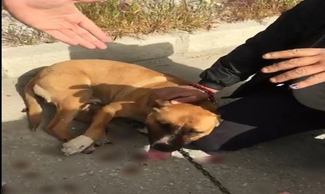 Köpeğini sürükledi, tepki görünce ‘o benim aşkım’ dedi