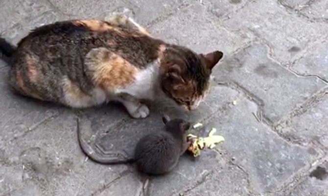 Açlık kedi ile fareyi bile dost etti