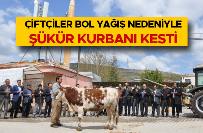 Kahramanmaraş'ta çiftçiler bol yağış nedeniyle şükür kurbanı kesti