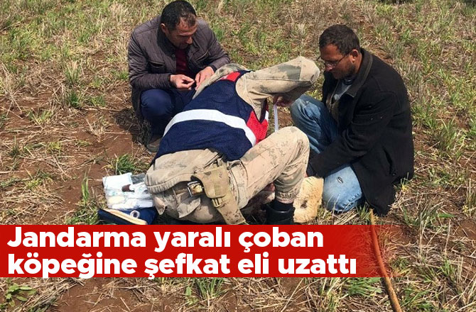 Jandarma yaralı çoban köpeğine şefkat eli uzattı