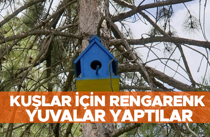 Kuşlar için rengarenk yuvalar yaptılar