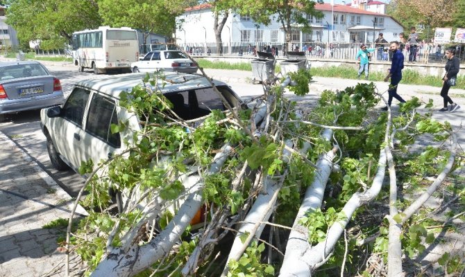 Çürük kavak ağacı otomobilin üzerine devrildi