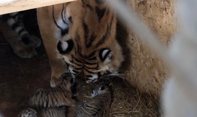 AslanPark’taki Bengal Kaplanı üç yavru dünyaya getirdi