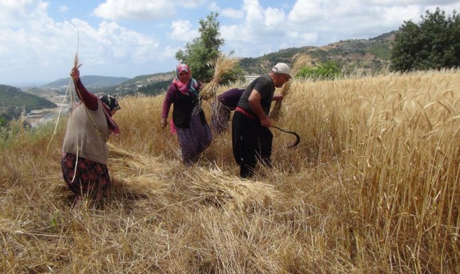 Türkiye’nin ilk buğday hasadı Antalya’dan