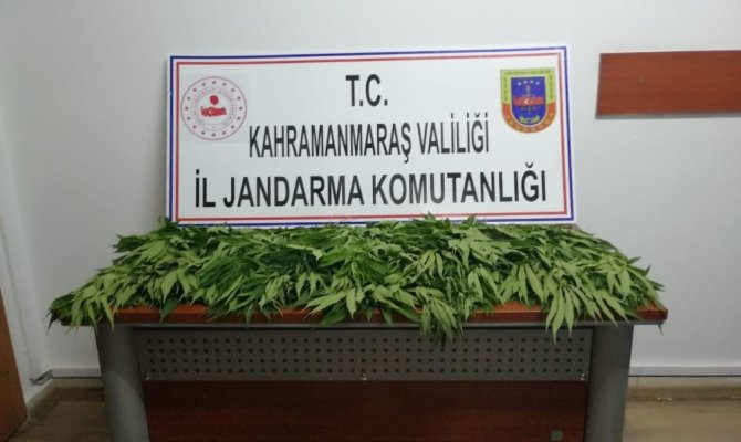 Kahramanmaraş’ta kenevir operasyonu