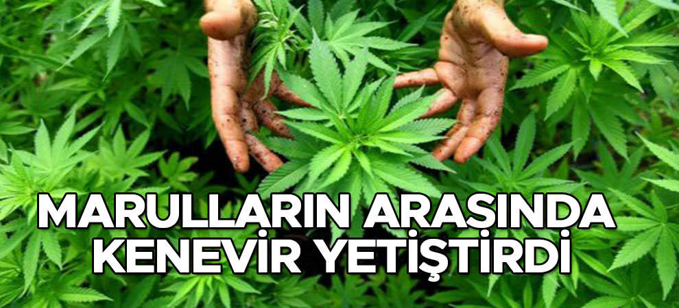 Kahramanmaraş'ta marulların arasında kenevir yetiştirdi