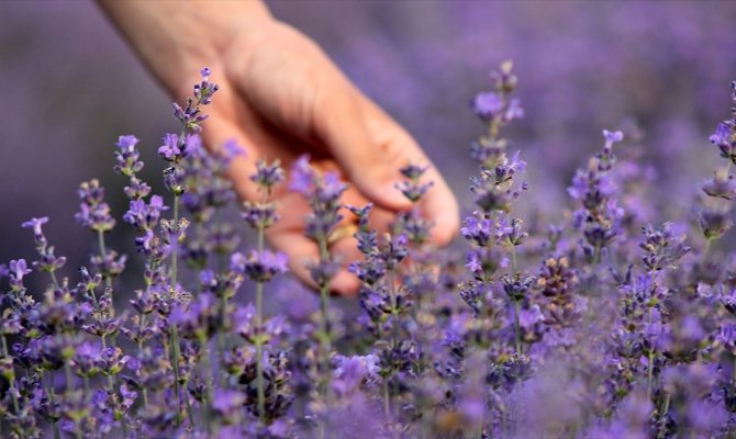 Uykusuzluk, depresyon, ağrı ve yaranın ilacı: Lavanta