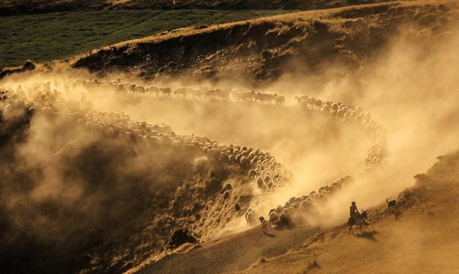 Sürülerin, Nemrut Dağı'na tozlu yolculuğu