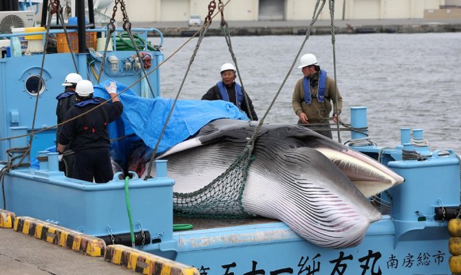 Japonya 31 yıl aradan sonra ticari balina avcılığına başladı