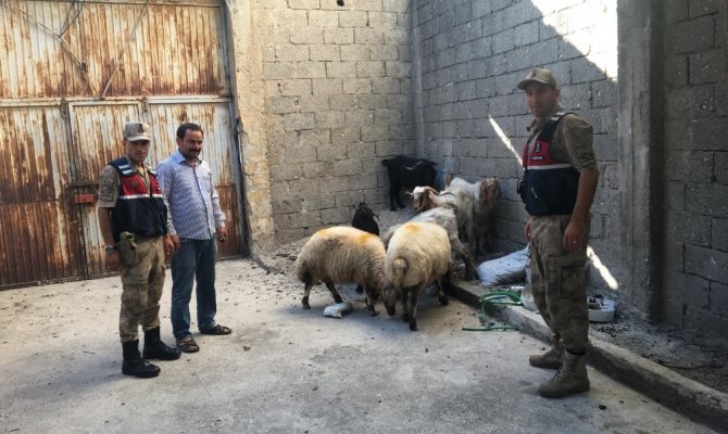 Kahramanmaraş'ta hayvan hırsızları yakalandı