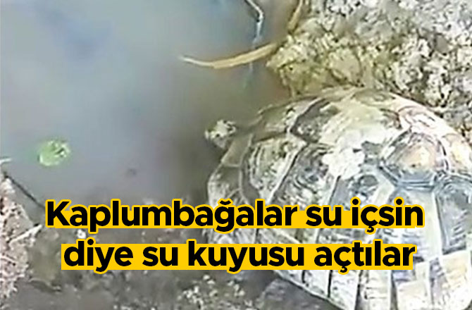 Kaplumbağalar su içsin diye su kuyusu açtılar