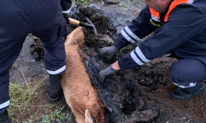 Bataklığa saplanan buzağı güçlükle kurtarıldı