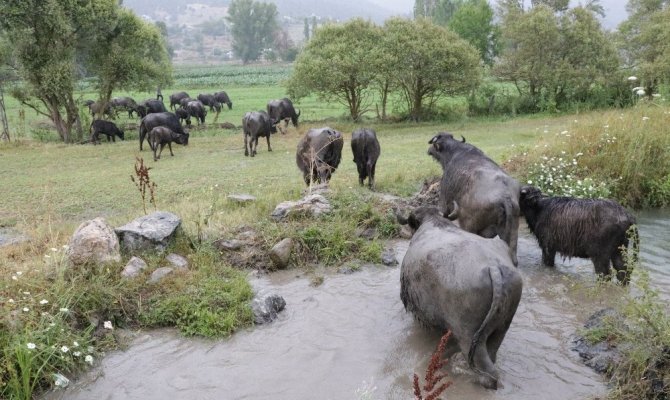 Kahramanmaraş'ta köylünün hayatı mandayla değişiyor