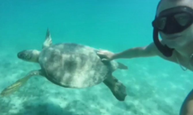 Tatilcilere fok ve caretta caretta sürprizi