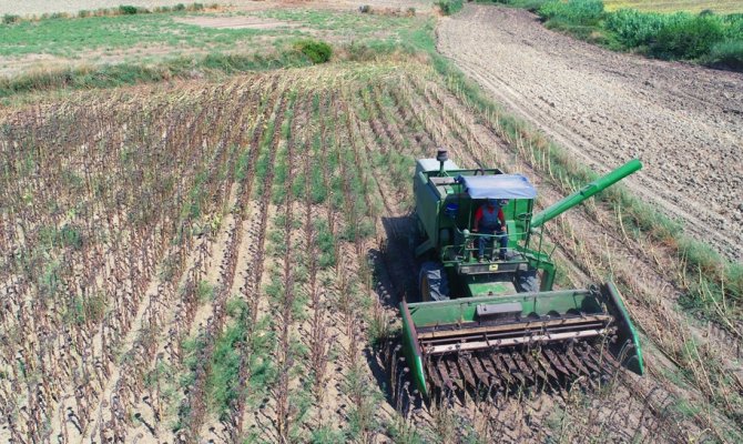 Adana’da yağlık ayçiçeği hasadı başladı