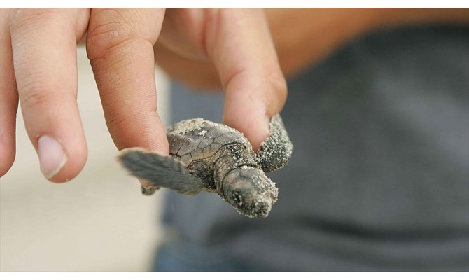 '2 milyon caretta caretta yumurtası koruma altına alındı'